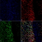 Alpha Synuclein Antibody (pSer129)
